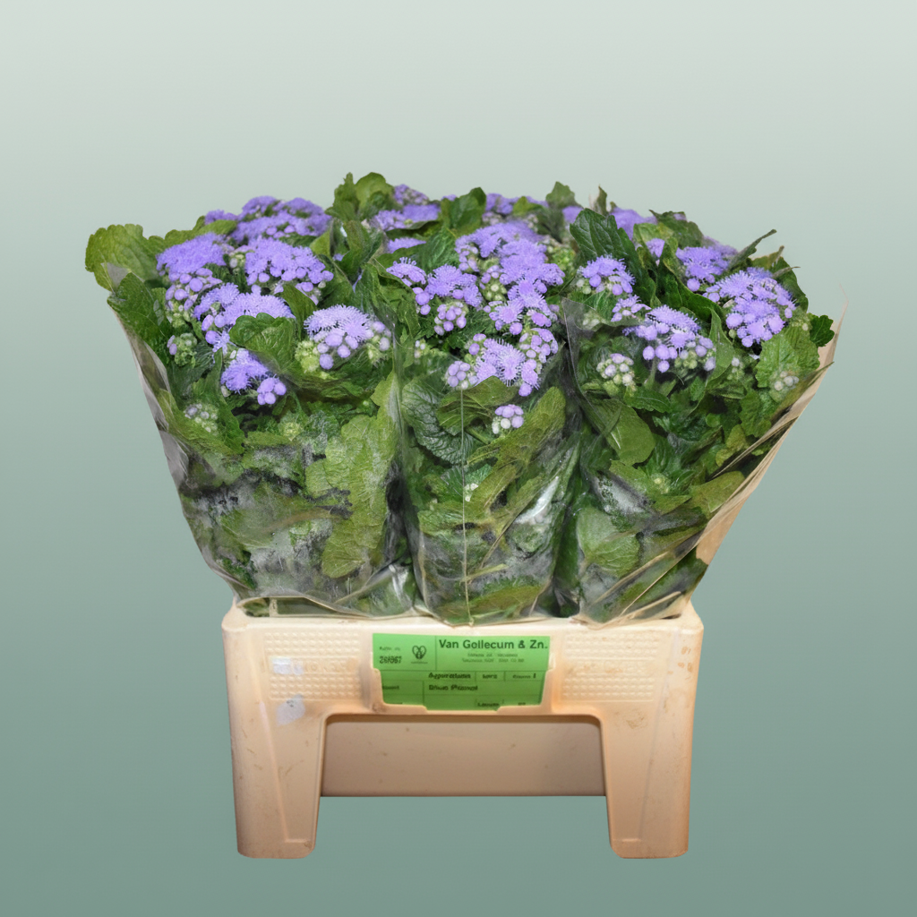 Ageratum ‘Blue Planet’ Blue Cut Stems – 55cm