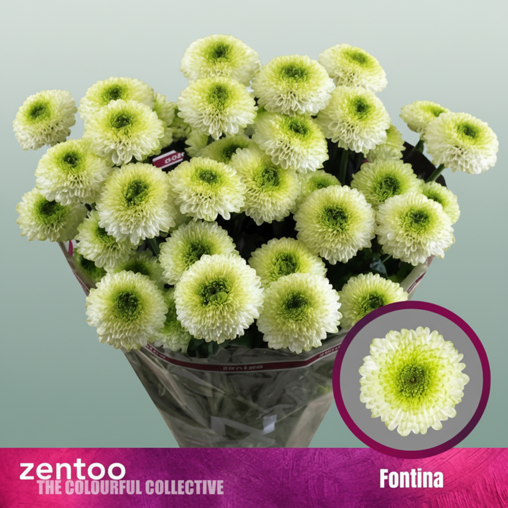 Spray Chrysanthemum - Chrysanthemum - Fontina