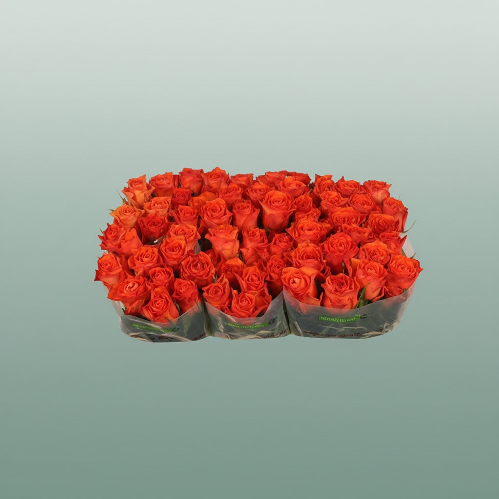 Rose - Rosa - Orange Wave
