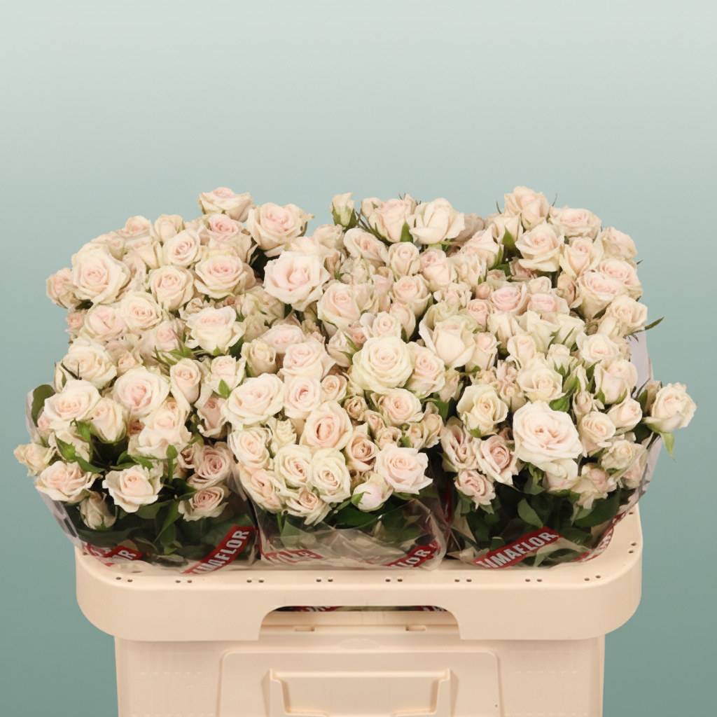 Spray Rose - Rosa - Royal Porcelina