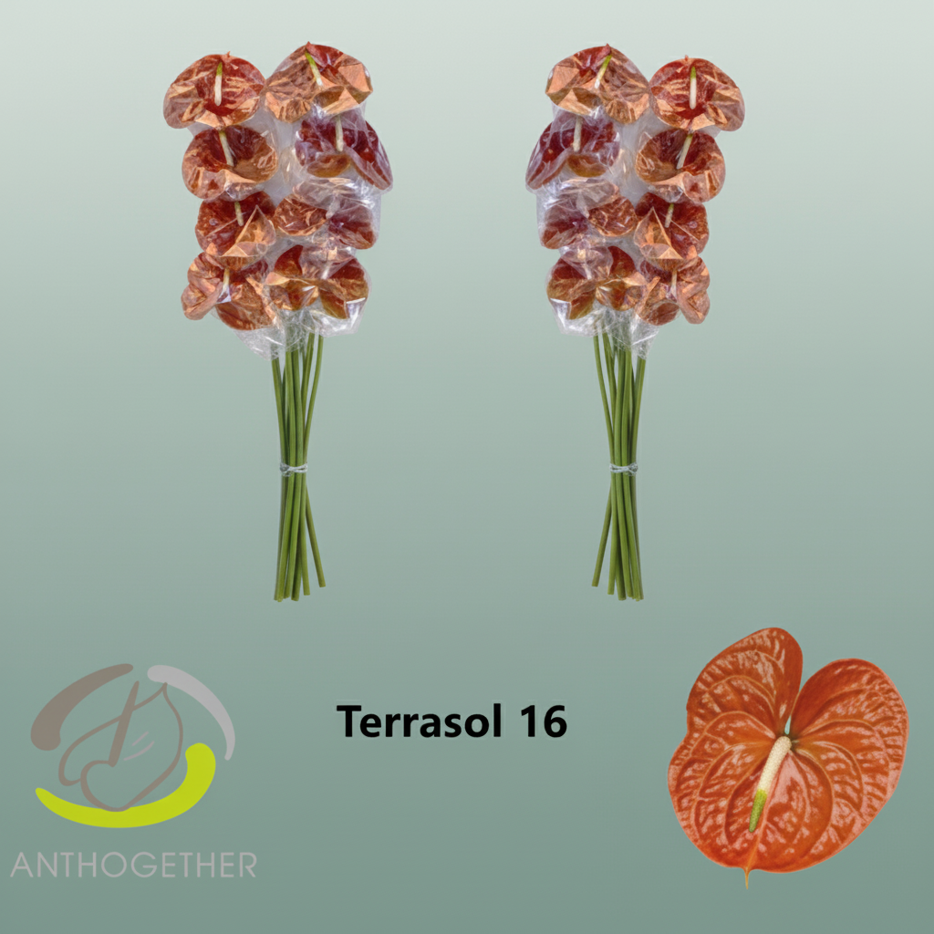 Anthurium Anthardi Brown Stems