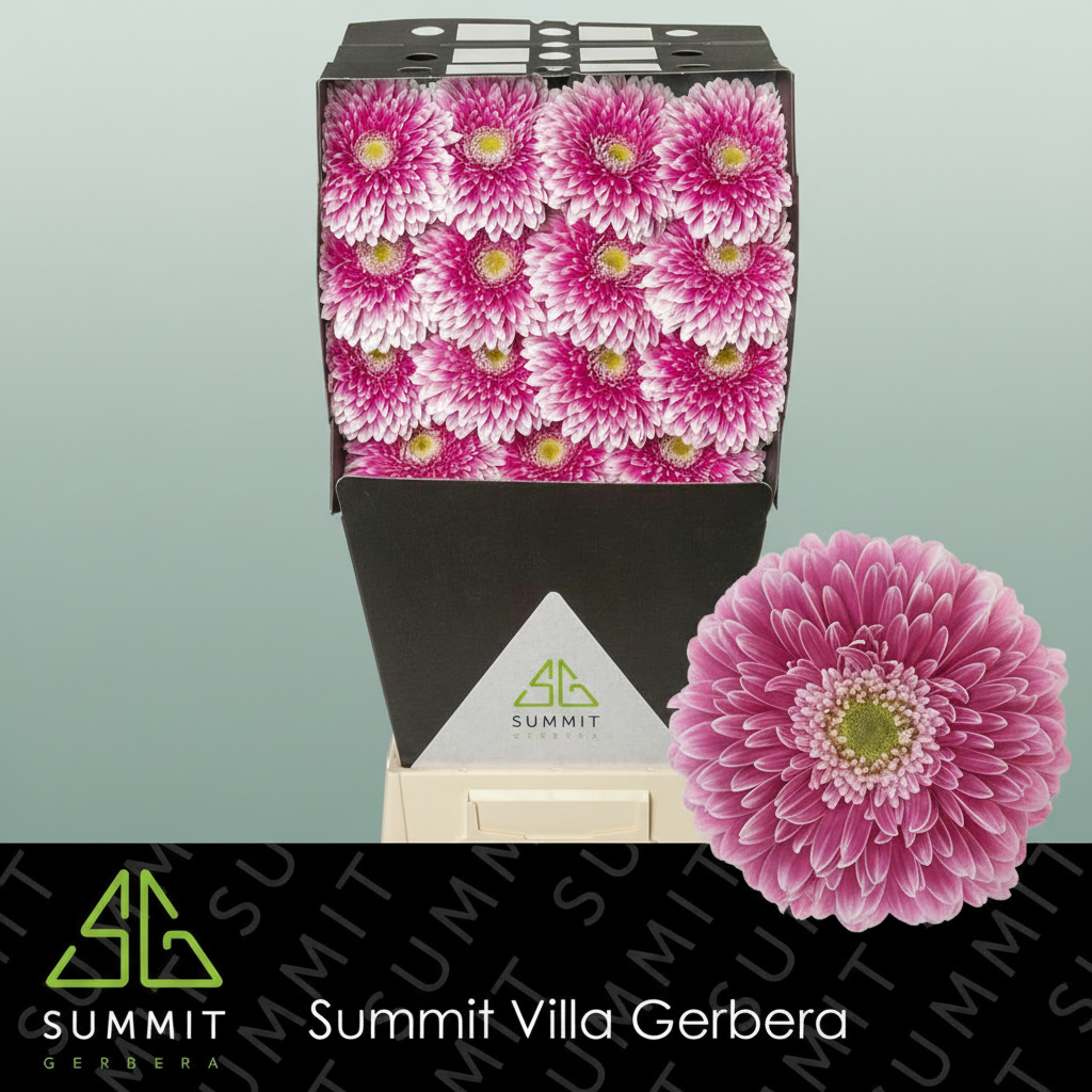 Gerbera Large Power Ball