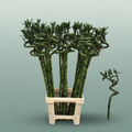 Lucky Bamboo - Dracaena - Lucky Bamboo