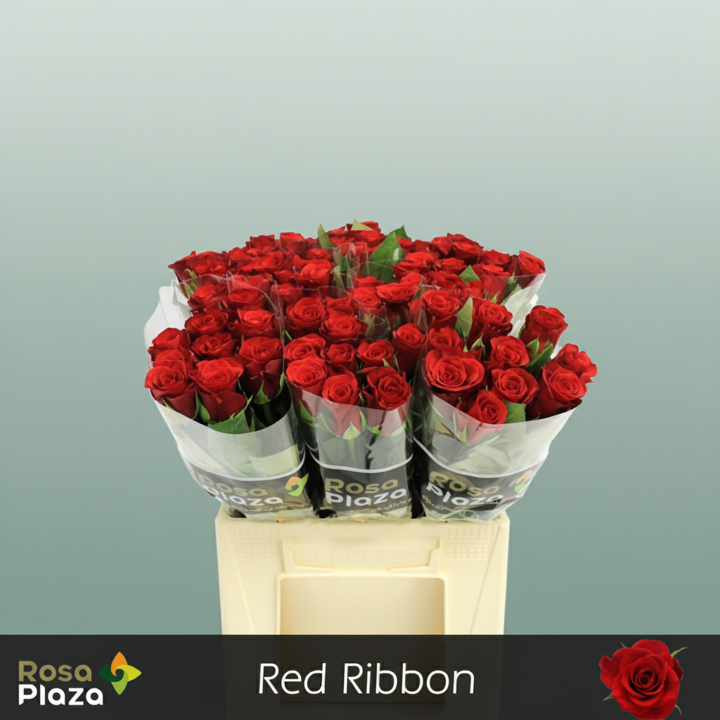 Rose - Red Ribbon