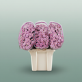 Chrysanthemum Santini Miller Pearl