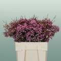Waxflower Kalbarri