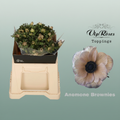 Anemone Dyed Brownies