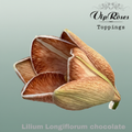 Lily Chocolate Dyed