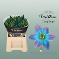 Blue Tulip ‘Bubblegum’ Tulipa – 50 Stems
