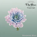 Chrysanthemum G Dyed Rosanne Blue