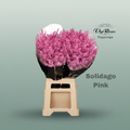 Solidago Dyed Pink