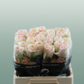 Rose Tiffany