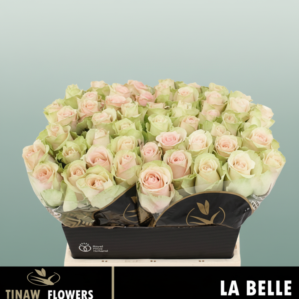 Rose - Rosa - Belle Rose