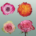 Rose Mixbox Bicolor