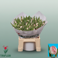 Tulip Neglige