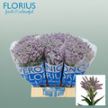 Purple Veronica Smart Splash – 50cm Stems