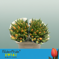 Tulip Time Out