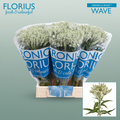 White Veronica Smart Wave Cut Flowers – 50cm Stems