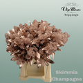 Skimmia Dyed Champagne