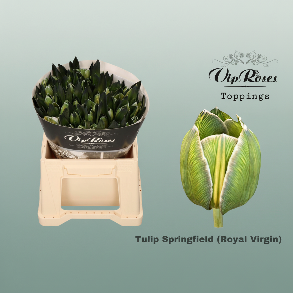 Blue Dyed Tulipa Cut Flowers – 50 Stems