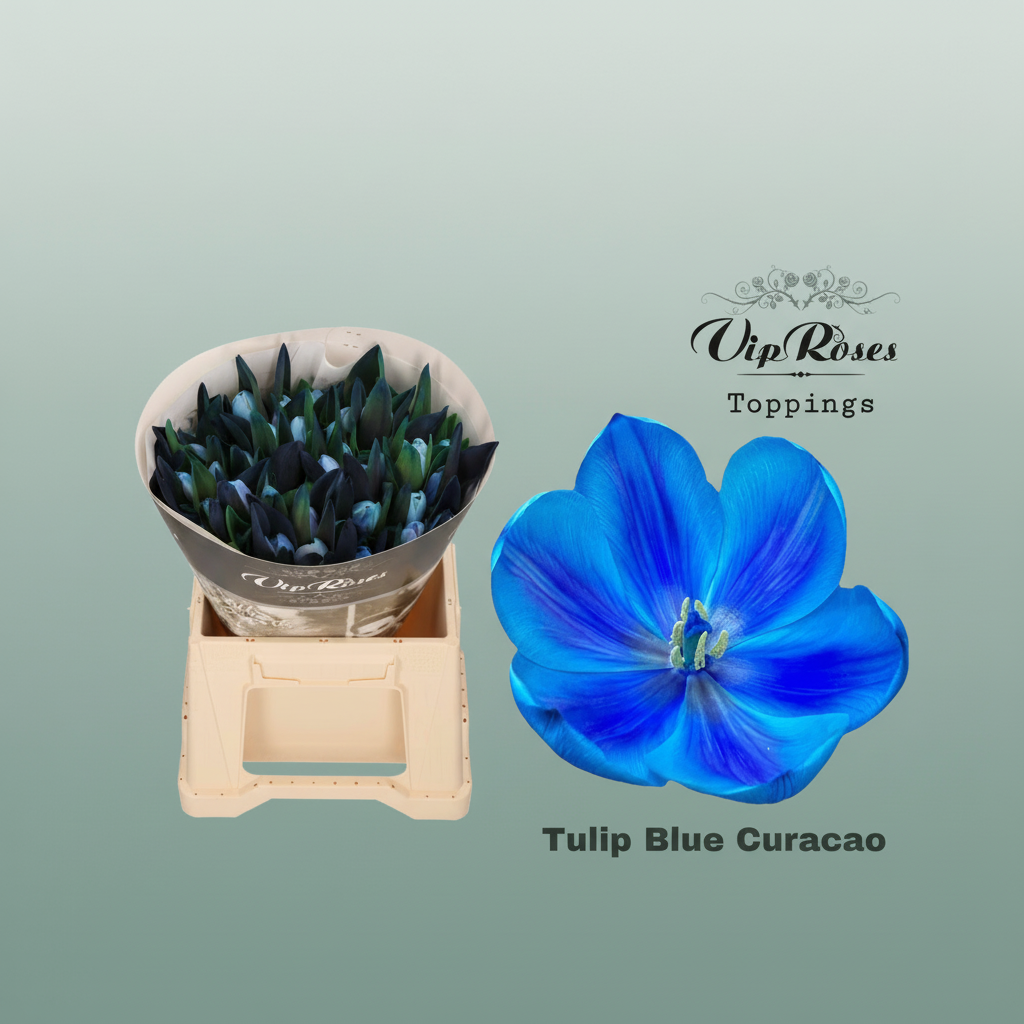 Tulip Dyed Blue Curacao – Blue Tulipa, Bunch of 50