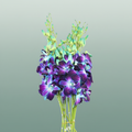 Blue Dendrobium Orchid – 50cm Stems