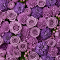 Wholesalers Choice Lilac/Purple