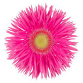 Gerbera Annet (15 Stems)