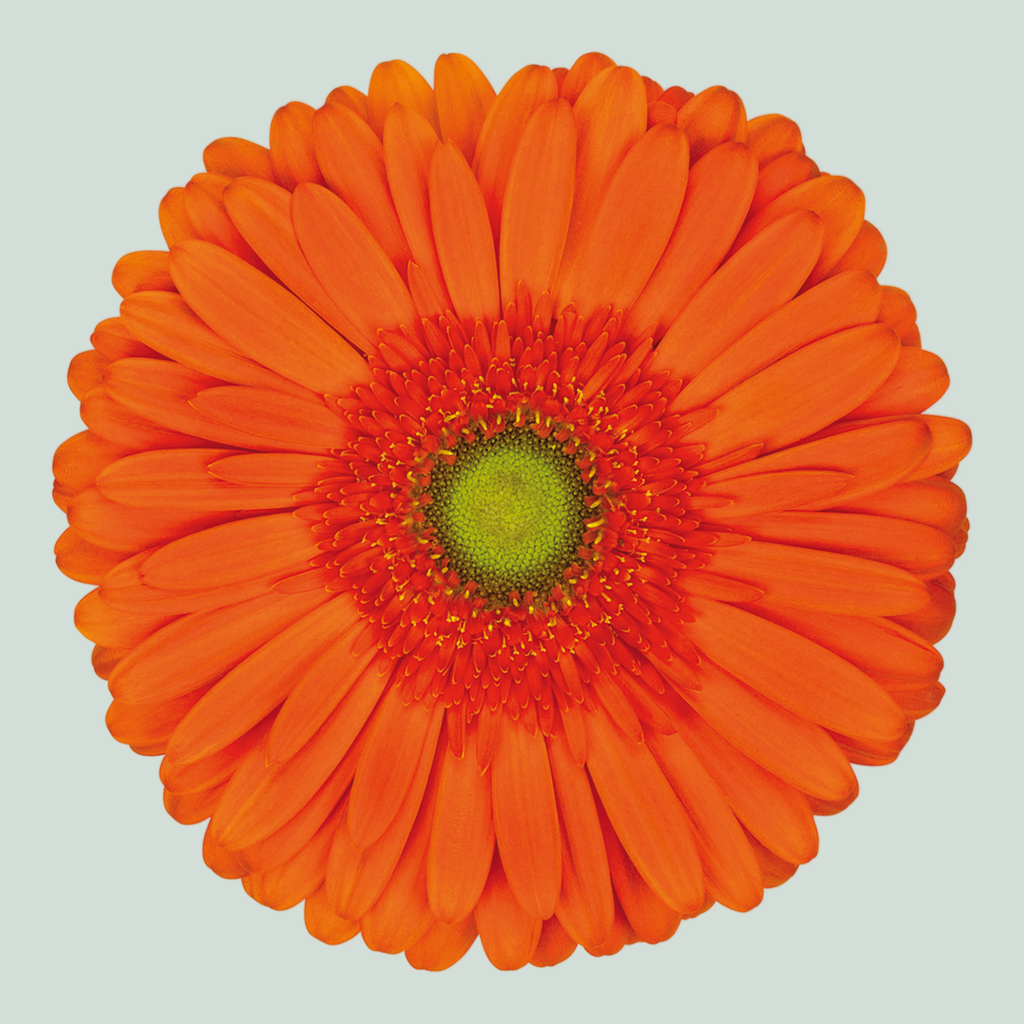 Gerbera Atlanta (15 Stems)