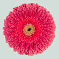 Gerbera Big Sija (15 Stems)