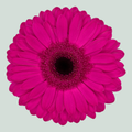 Gerbera Bon Dia (15 Stems)