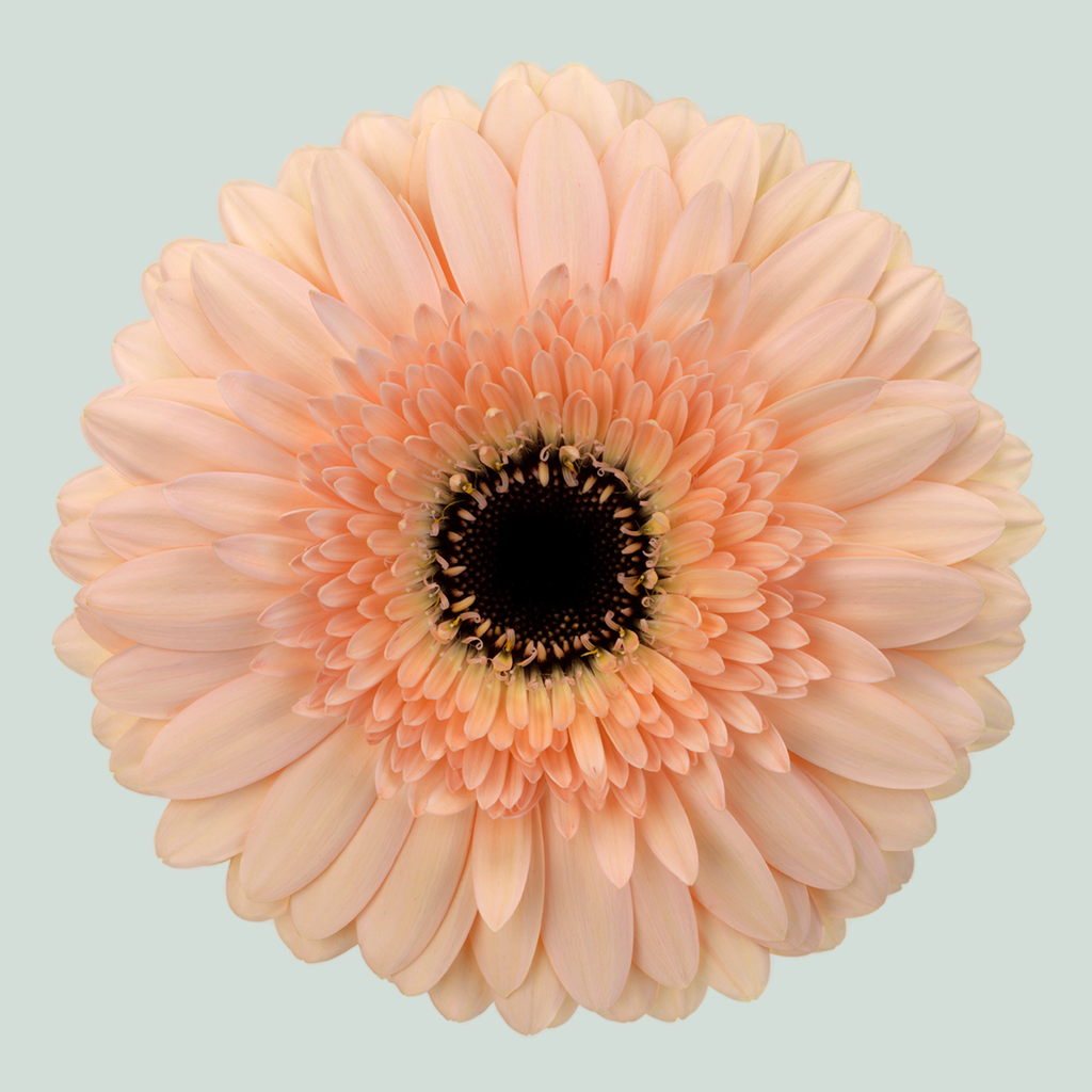 Gerbera - Cafe del Mar