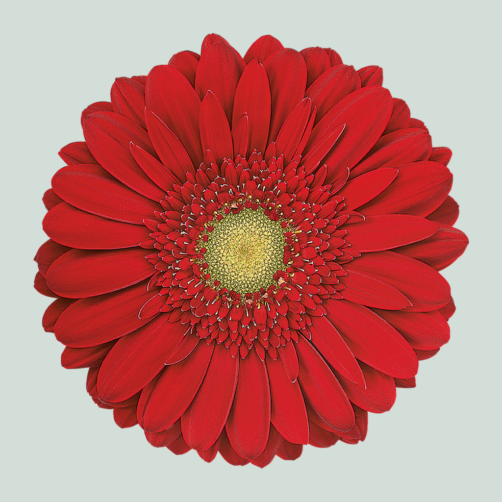 Gerbera Carambole (15 Stems)