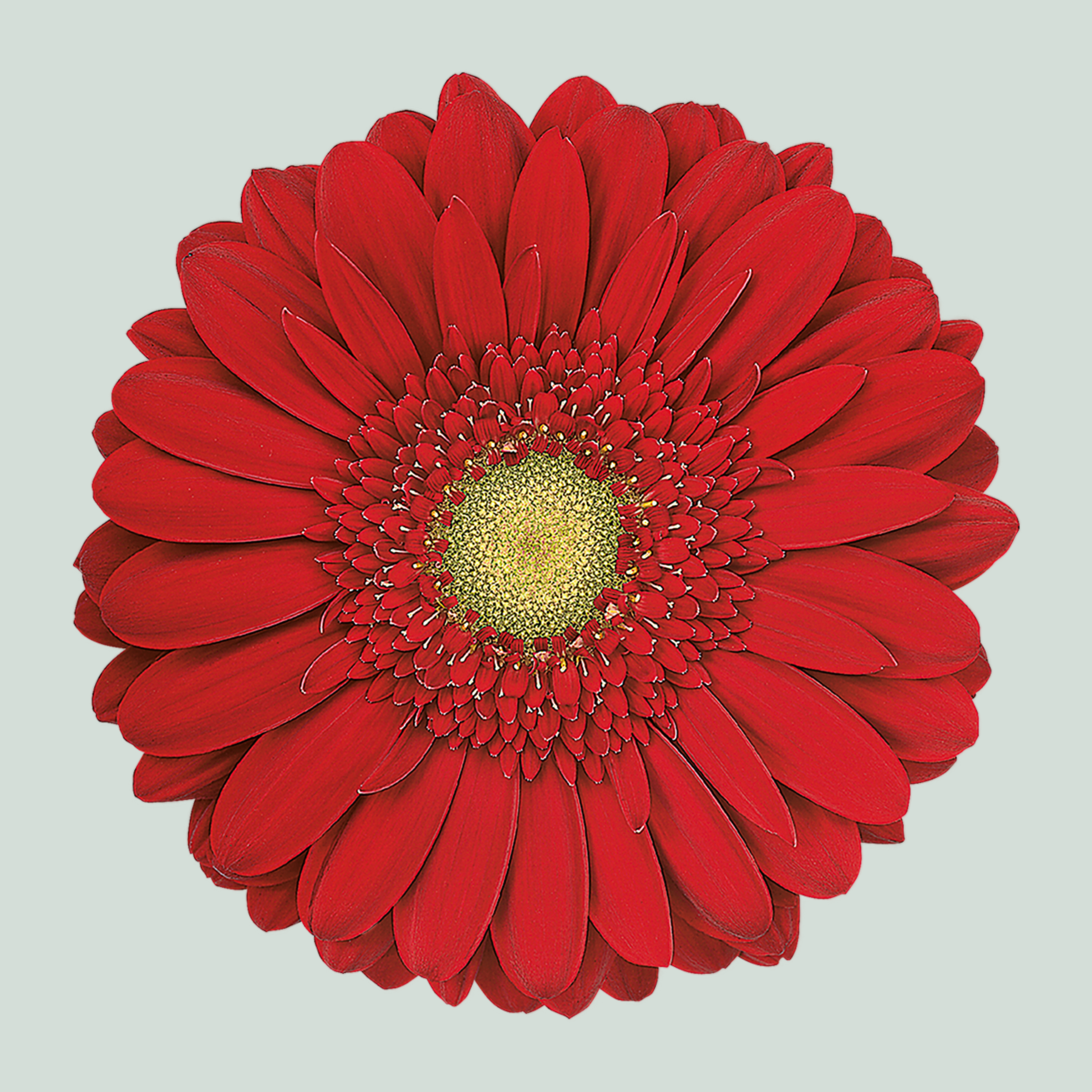 Gerbera Carambole (15 Stems)