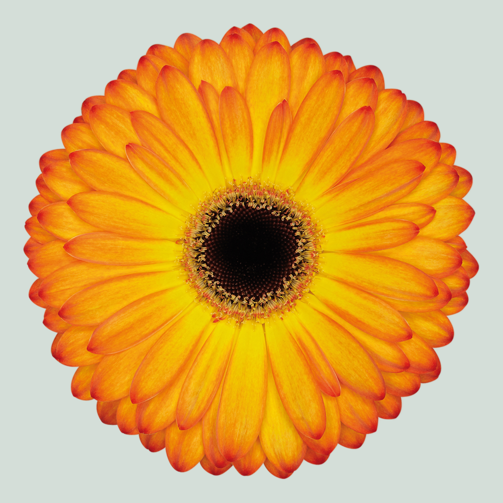 Gerbera - Gerbera - Catwalk