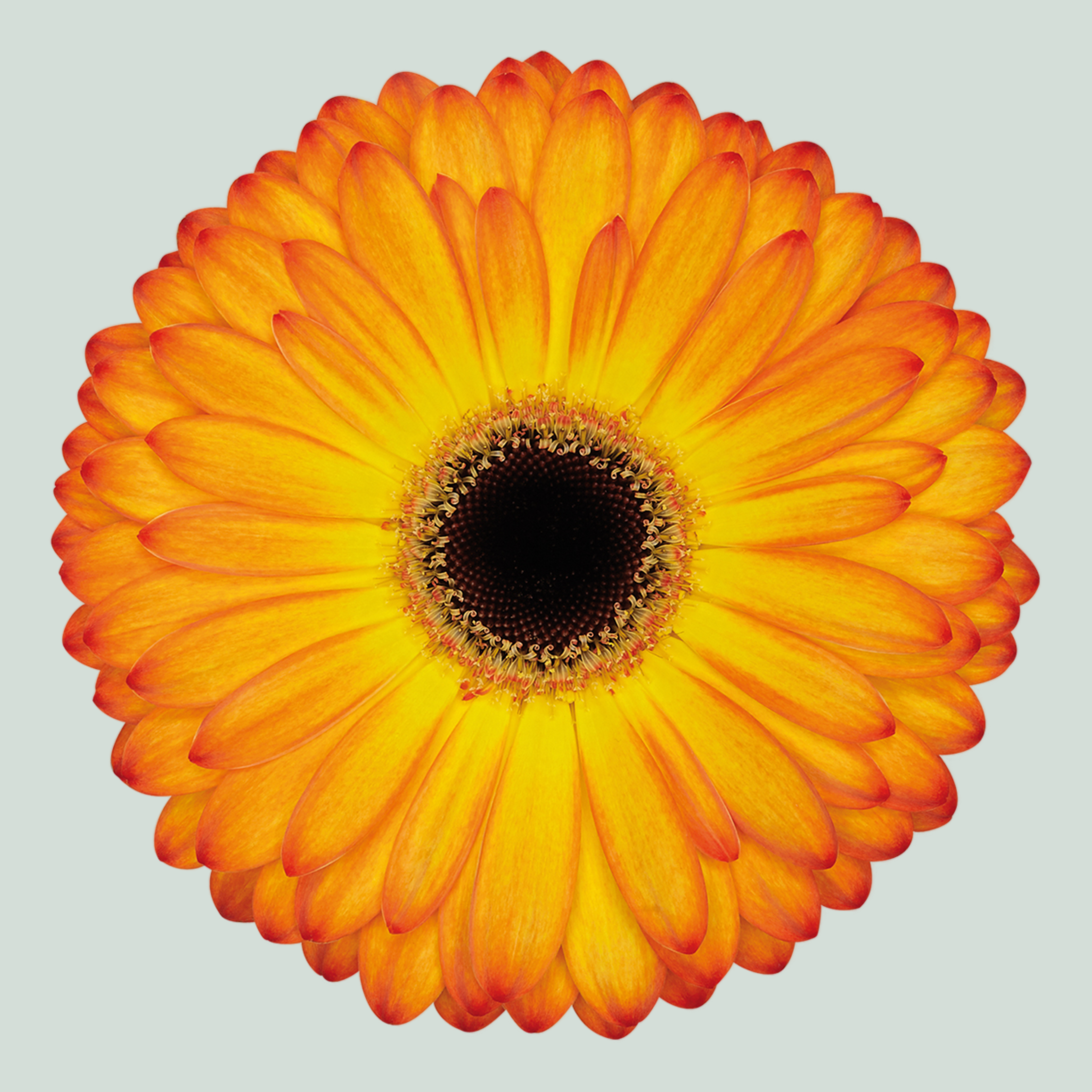 Gerbera - Gerbera - Catwalk