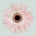 Gerbera Cupido (15 Stems)
