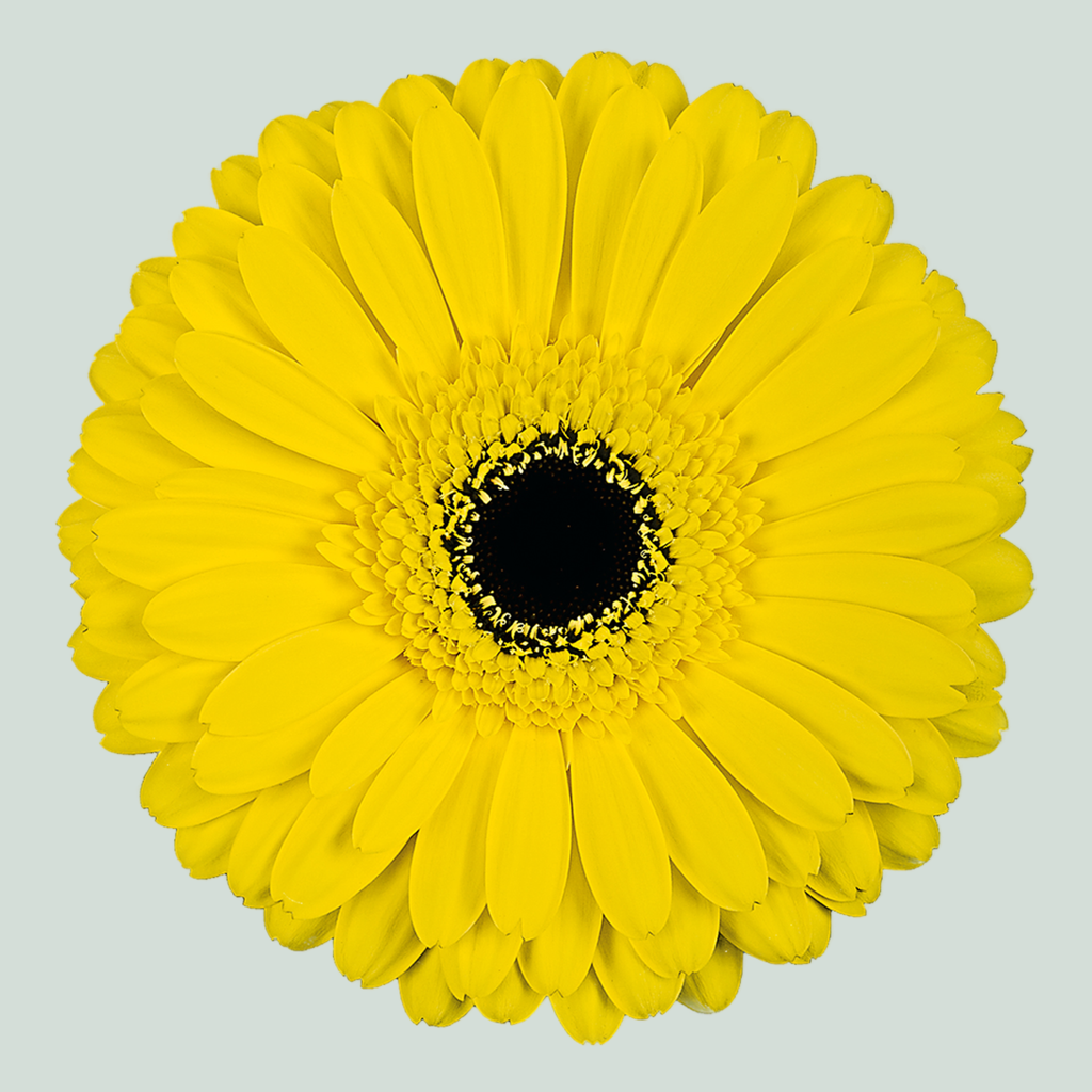 Gerbera - Gerbera - Don Leo