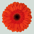 Gerbera Durango (15 Stems)