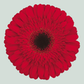 Gerbera Dynamic (15 Stems)