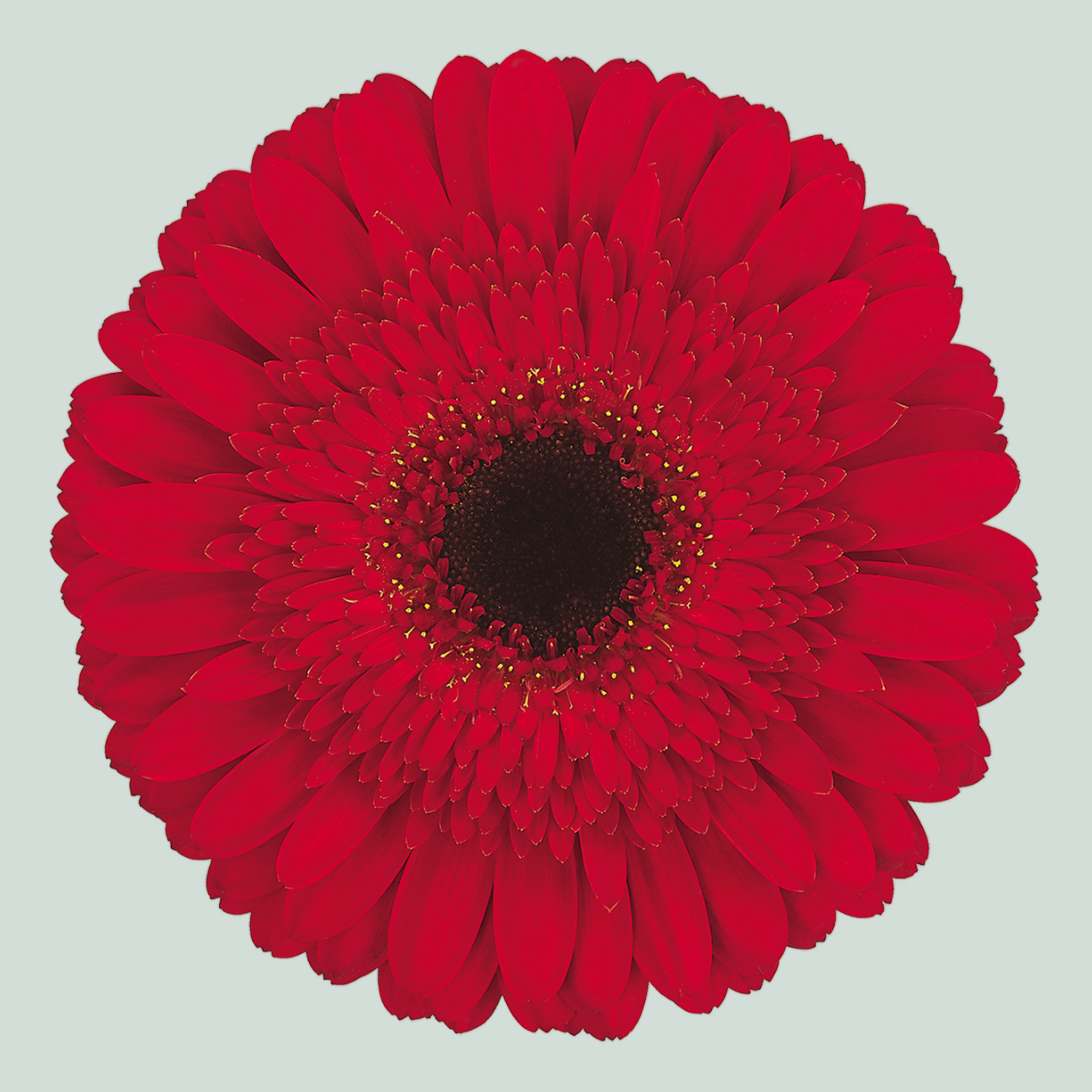 Gerbera Dynamic (15 Stems)
