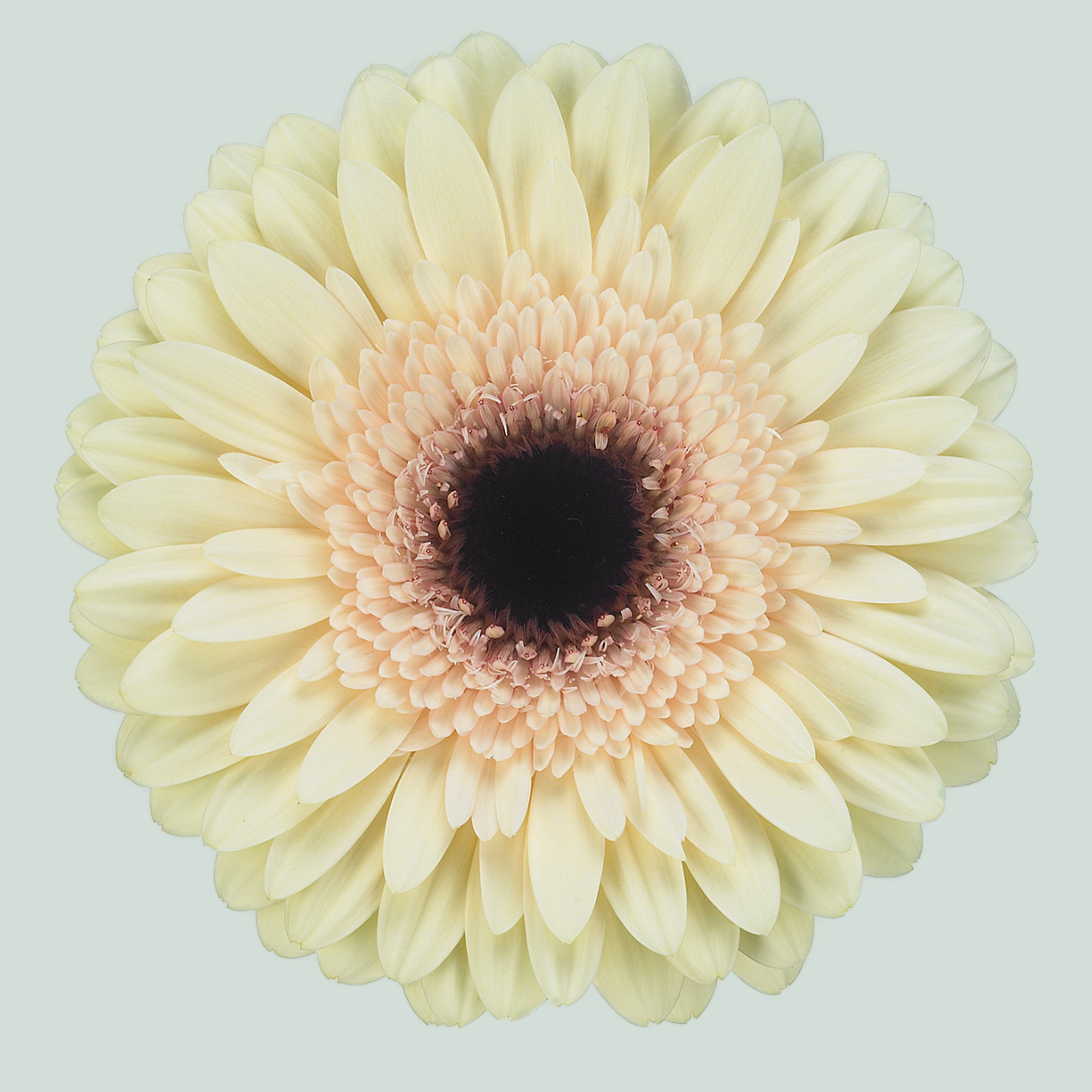 Gerbera Eclair (15 Stems)