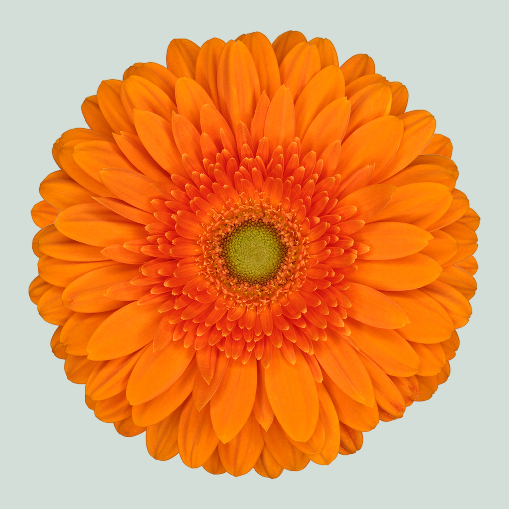 Gerbera - Gerbera - Eureka