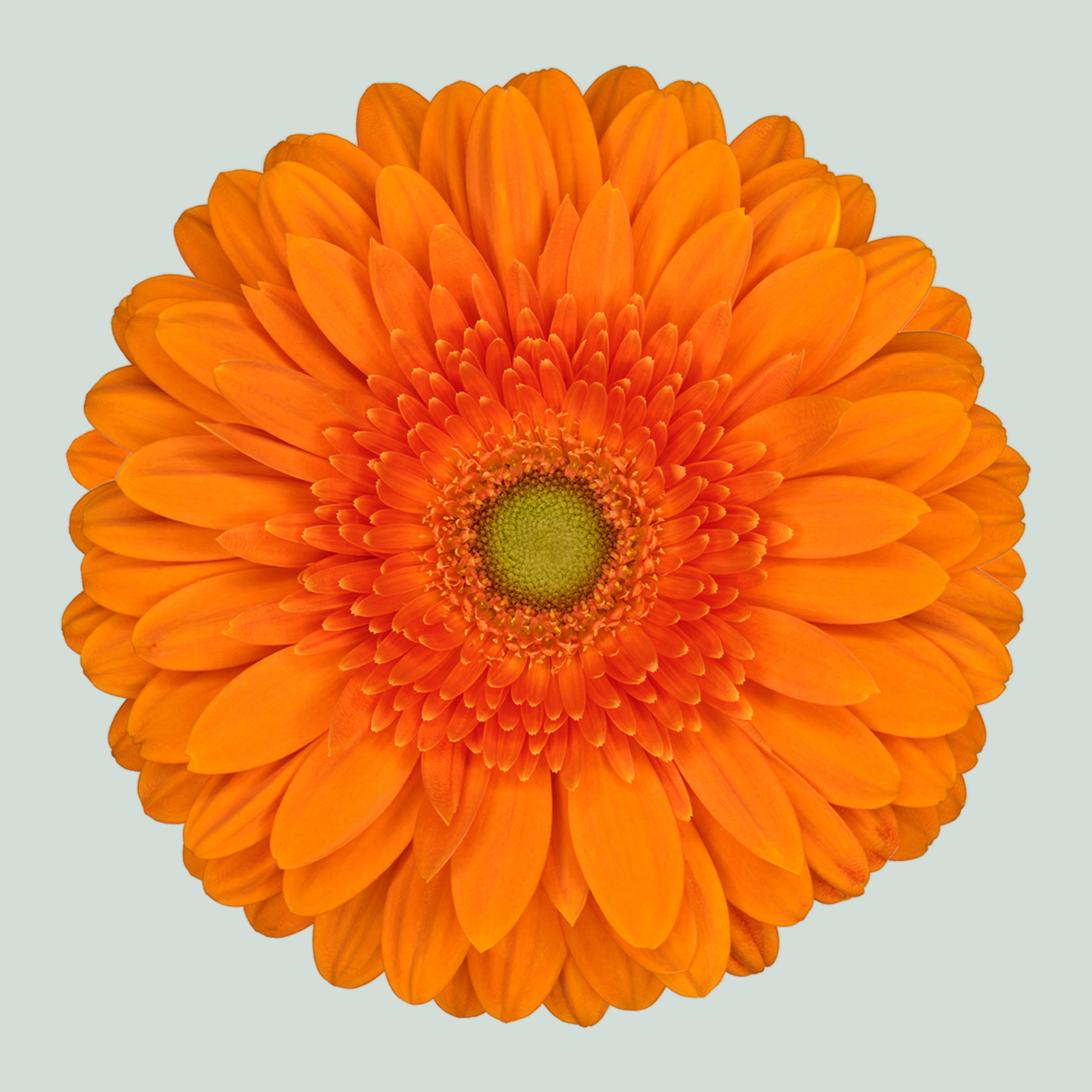 Gerbera - Gerbera - Eureka