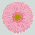 Gerbera Evi (15 Stems)