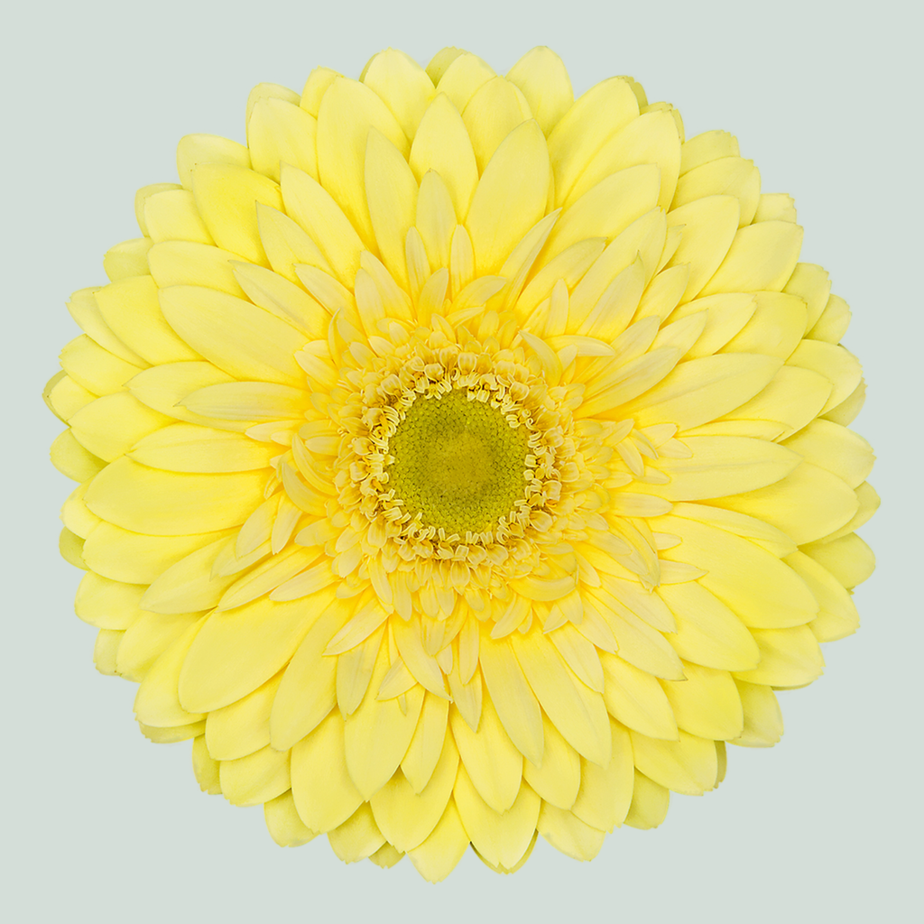 Gerbera - Gerbera - Full Moon