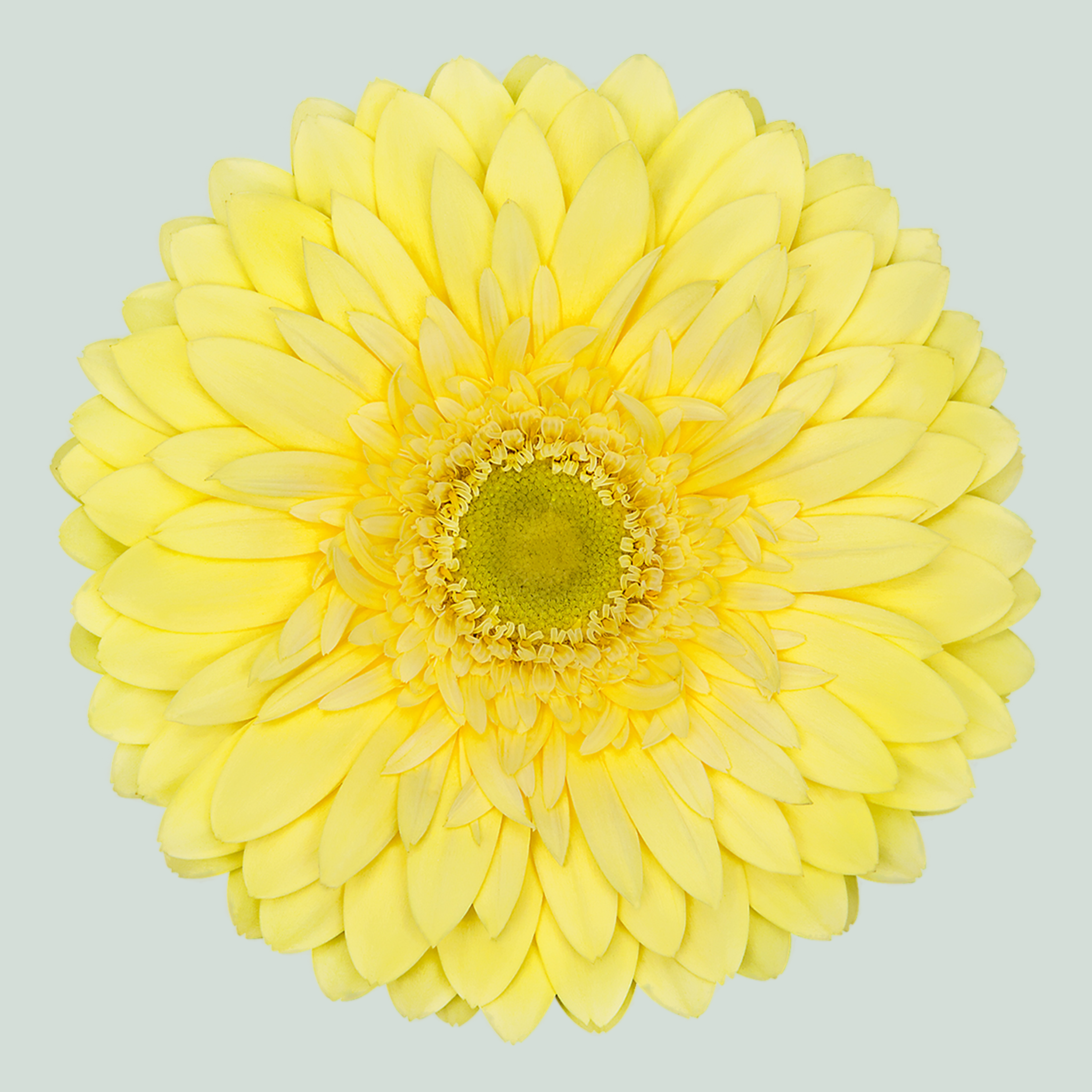 Gerbera - Gerbera - Full Moon