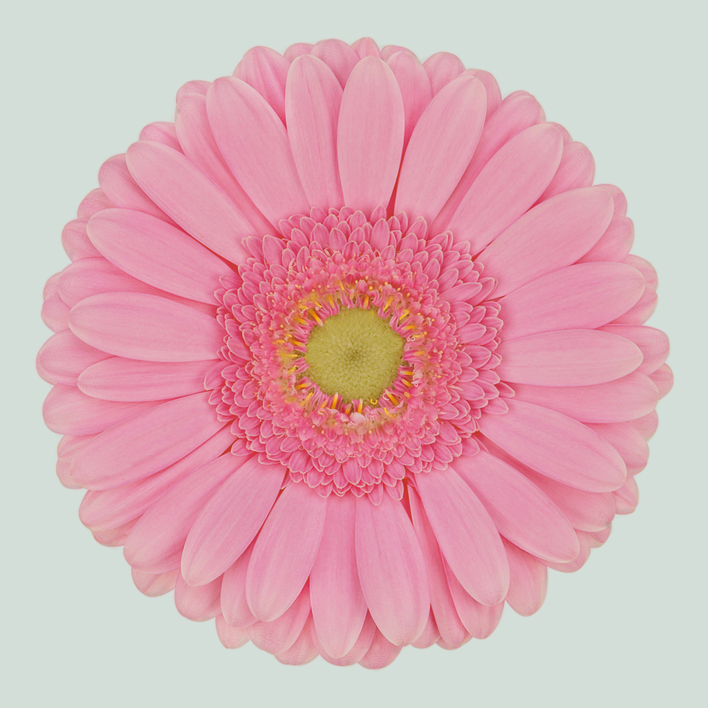 Gerbera - Gerbera - Glossy