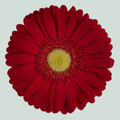 Gerbera Irene (15 Stems)