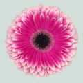 Gerbera Prelude (15 Stems)